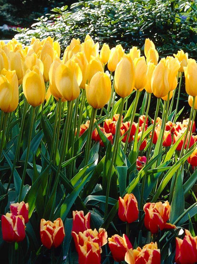 Tulip, Sbulbs Ingle Late, 'big Smile', Lemon Yellow - View 19 from www redcrocus com