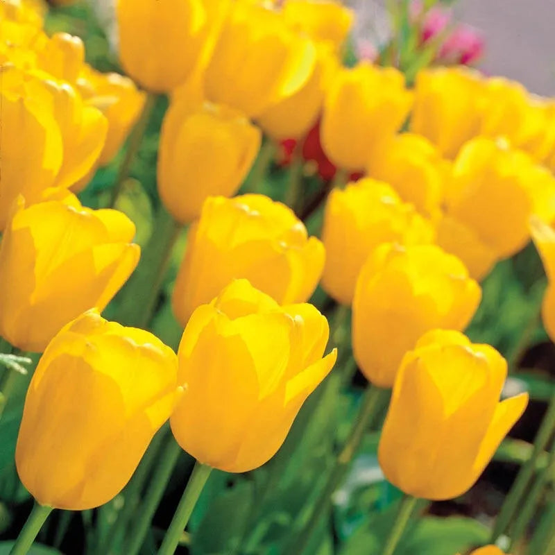 Tulip, Sbulbs Ingle Late, 'big Smile', Lemon Yellow - View 20 from www redcrocus com