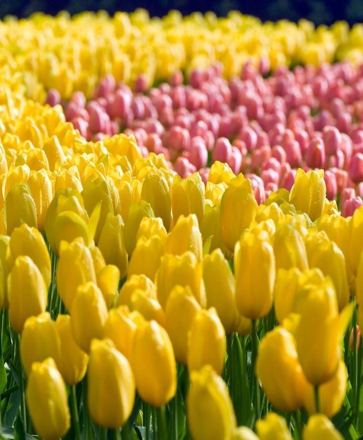 Tulip, Sbulbs Ingle Late, 'big Smile', Lemon Yellow - View 21 from www redcrocus com