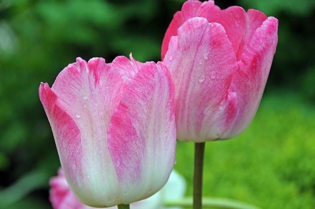 Tulip, Sbulbs Ingle Late, 'big Smile', Lemon Yellow - View 22 from www redcrocus com