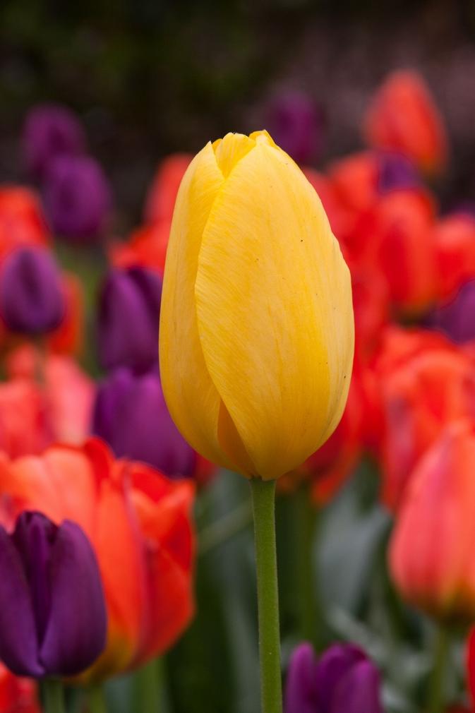 Tulip, Sbulbs Ingle Late, 'big Smile', Lemon Yellow - View 24 from www redcrocus com