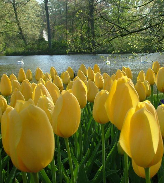 Tulip, Sbulbs Ingle Late, 'big Smile', Lemon Yellow - View 2 from www redcrocus com