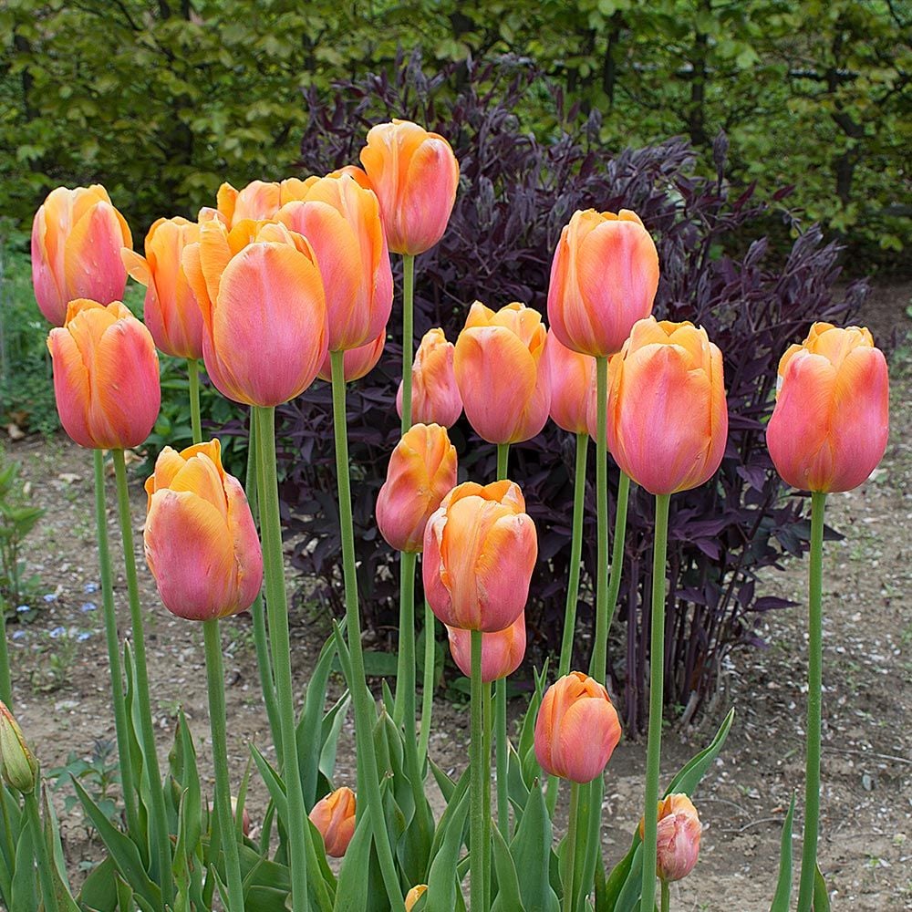 Dordogne Tulip-Single Late-Ideal for borders and containers 100 in Box
