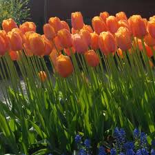Dordogne Tulip-Single Late-Ideal for borders and containers 100 in Box