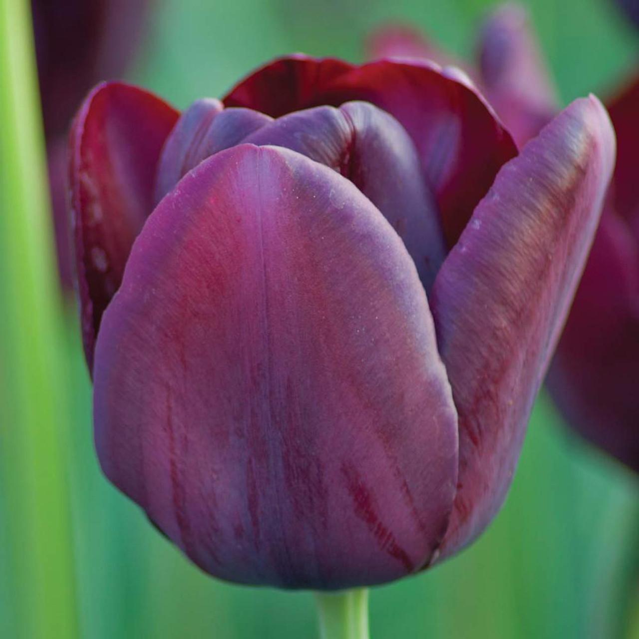 Tulip, Sbulbs Ingle Late, 'purple Lady', Deep Purple - View 10 from www redcrocus com