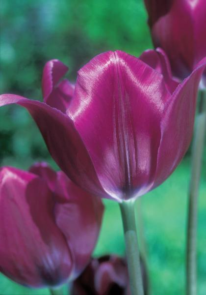 Tulip, Sbulbs Ingle Late, 'purple Lady', Deep Purple - View 14 from www redcrocus com