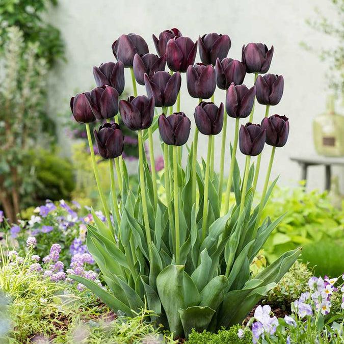 Tulip, Sbulbs Ingle Late, 'purple Lady', Deep Purple - View 15 from www redcrocus com