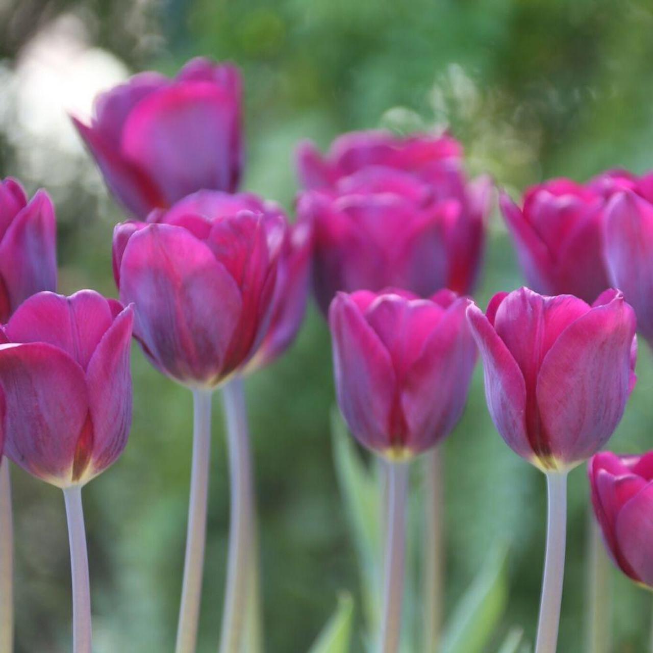 Tulip, Sbulbs Ingle Late, 'purple Lady', Deep Purple - View 27 from www redcrocus com
