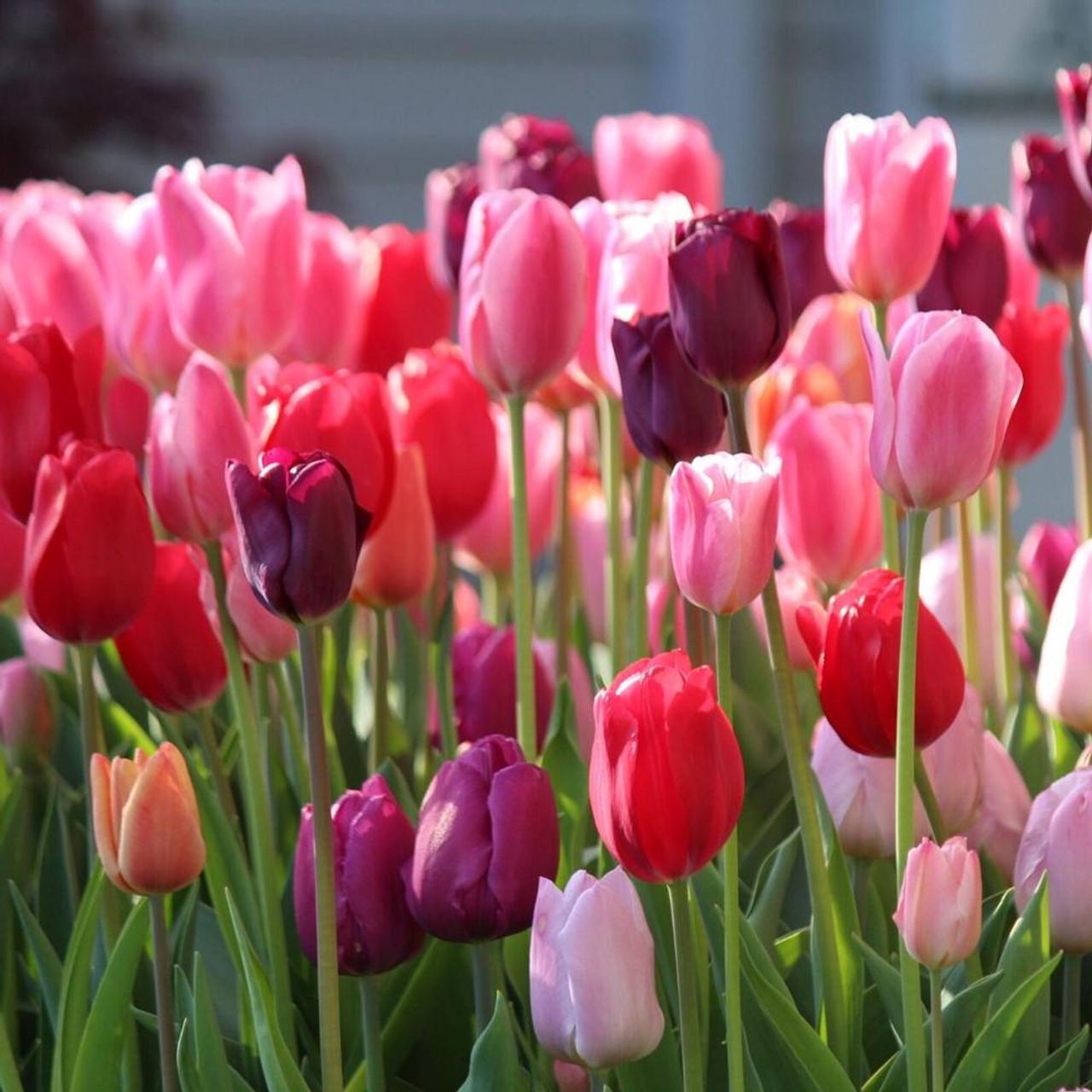Tulip, Sbulbs Ingle Late, 'purple Lady', Deep Purple - View 29 from www redcrocus com