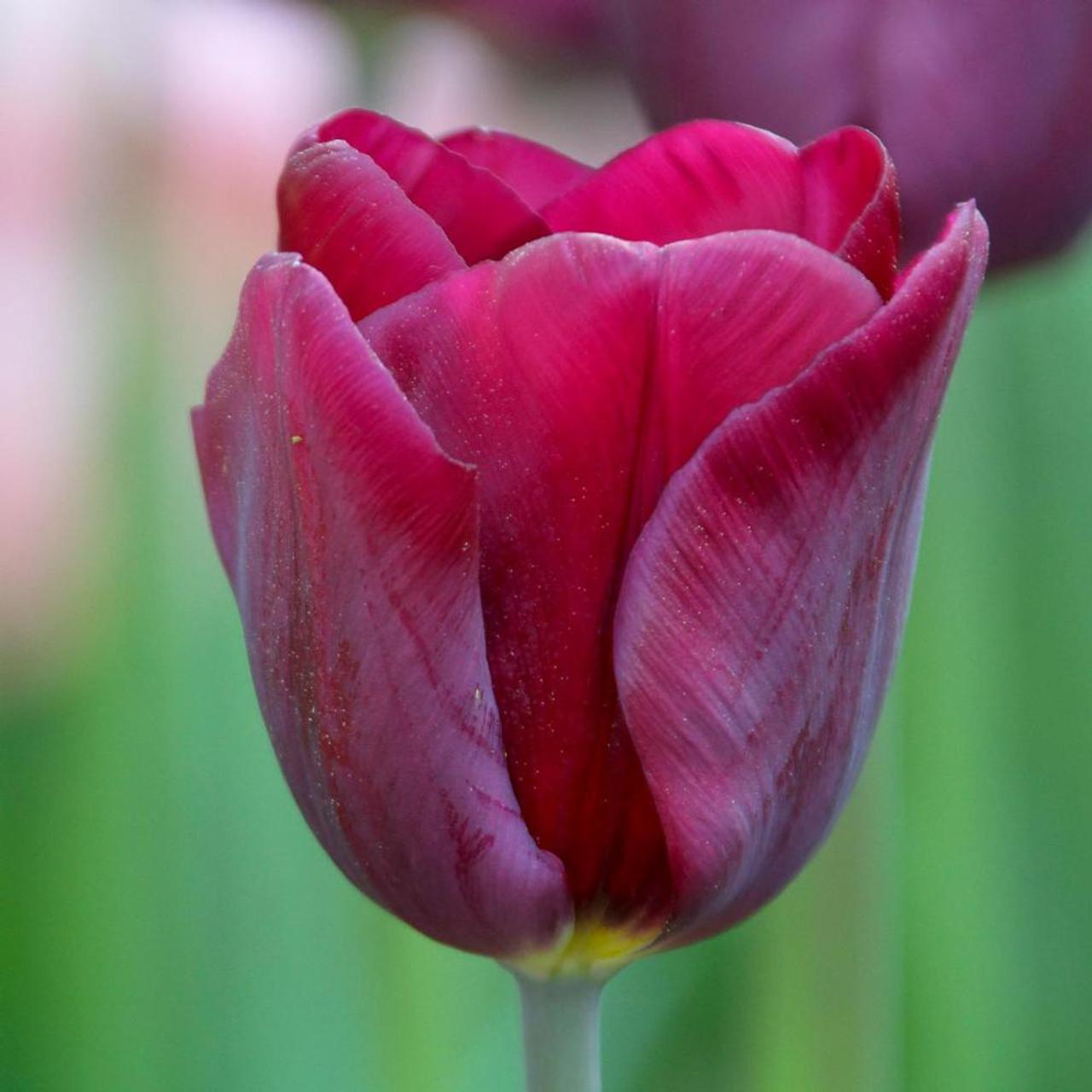 Tulip, Sbulbs Ingle Late, 'purple Lady', Deep Purple - View 4 from www redcrocus com