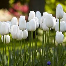 Catherina Single Late Tulip-Pure White-Perfect for Gardens 100 in Box