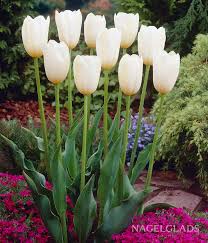 Catherina Single Late Tulip-Pure White-Perfect for Gardens 100 in Box