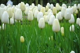 Catherina Single Late Tulip-Pure White-Perfect for Gardens 100 in Box