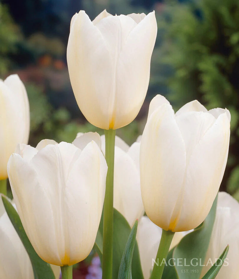 Catherina Single Late Tulip-Pure White-Perfect for Gardens 100 in Box