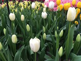 Catherina Single Late Tulip-Pure White-Perfect for Gardens 100 in Box