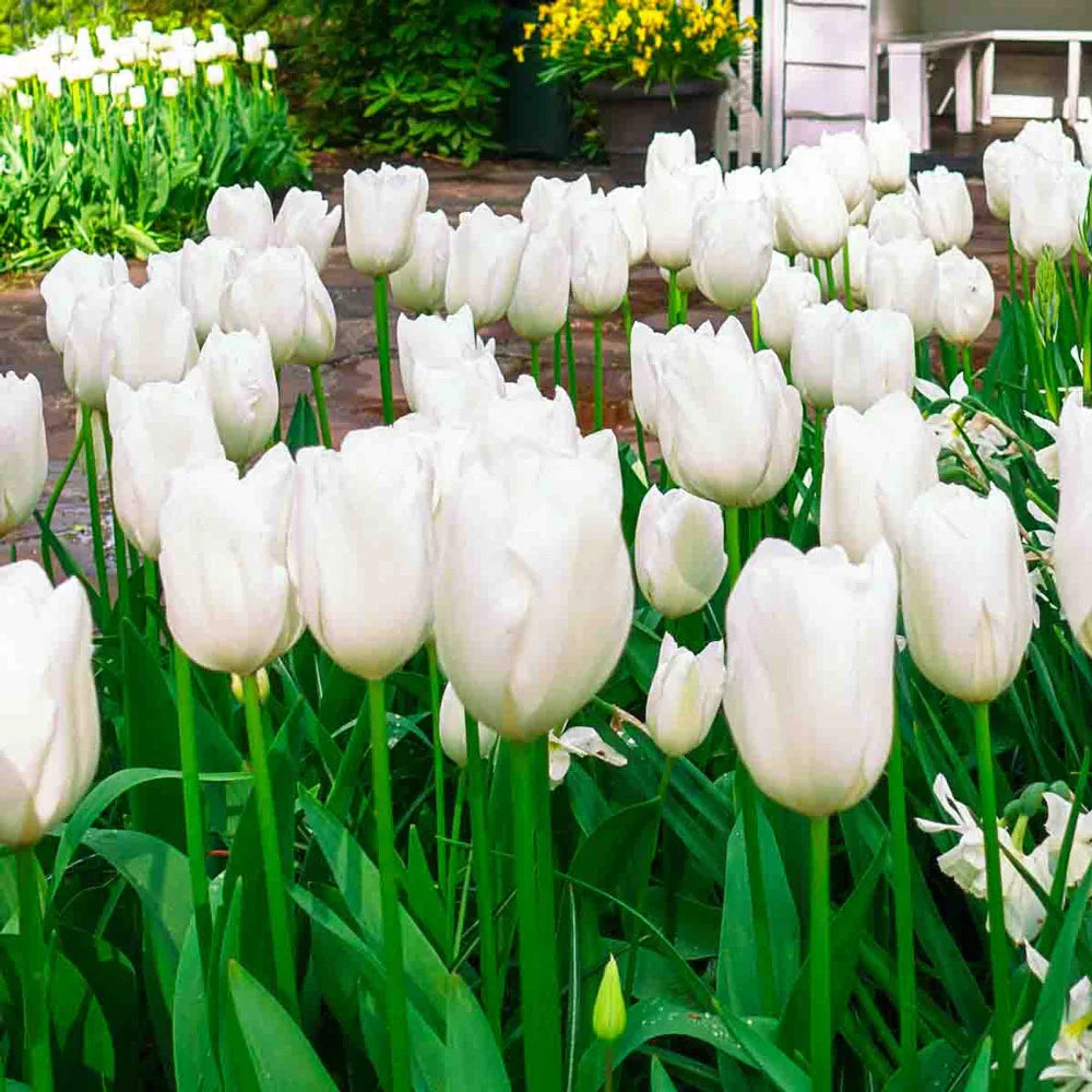 Catherina Single Late Tulip-Pure White-Perfect for Gardens 100 in Box