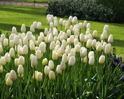 Catherina Single Late Tulip-Pure White-Perfect for Gardens 100 in Box