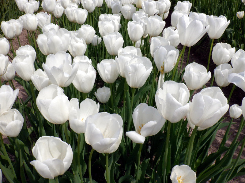 Catherina Single Late Tulip-Pure White-Perfect for Gardens 100 in Box