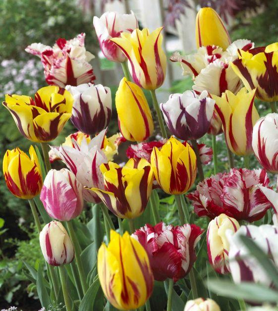 Tulip, Sbulbs Ingle Late, 'helmar', Red, Yellow - View 10 from www redcrocus com