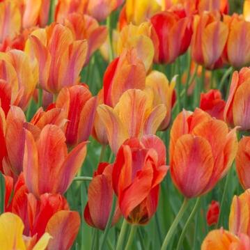 Tulip, Sbulbs Ingle Late, 'helmar', Red, Yellow - View 12 from www redcrocus com