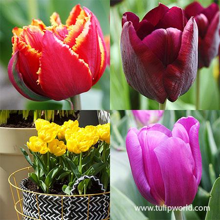 Tulip, Sbulbs Ingle Late, 'helmar', Red, Yellow - View 14 from www redcrocus com