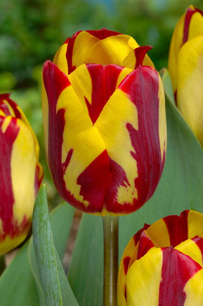 Tulip, Sbulbs Ingle Late, 'helmar', Red, Yellow - View 15 from www redcrocus com