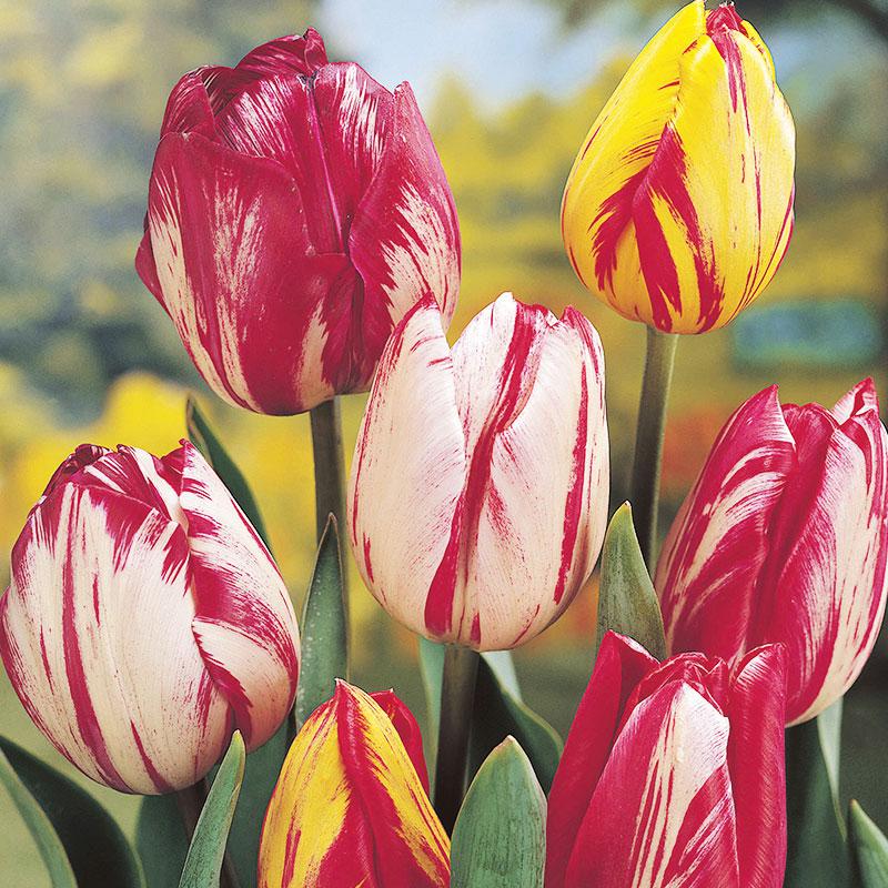 Tulip, Sbulbs Ingle Late, 'helmar', Red, Yellow - View 19 from www redcrocus com