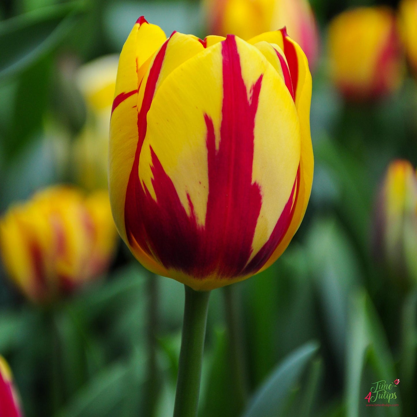 Tulip, Sbulbs Ingle Late, 'helmar', Red, Yellow - View 21 from www redcrocus com