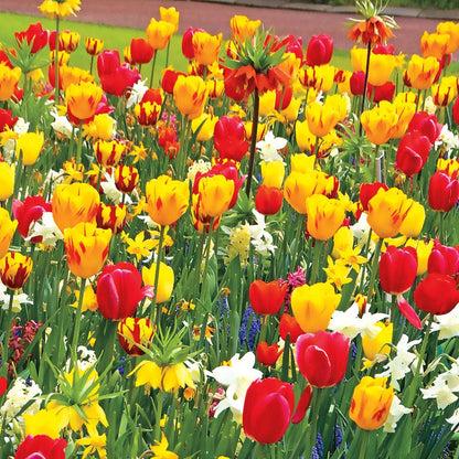 Tulip, Sbulbs Ingle Late, 'helmar', Red, Yellow - View 22 from www redcrocus com
