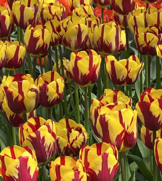 Tulip, Sbulbs Ingle Late, 'helmar', Red, Yellow - View 2 from www redcrocus com