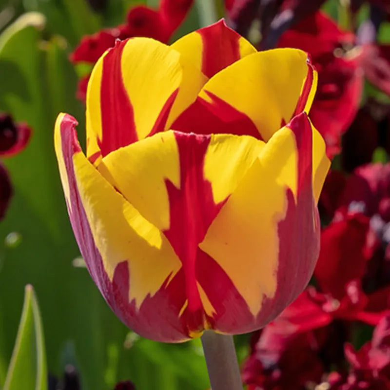 Tulip, Sbulbs Ingle Late, 'helmar', Red, Yellow - View 3 from www redcrocus com