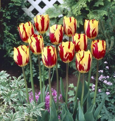 Tulip, Sbulbs Ingle Late, 'helmar', Red, Yellow - View 4 from www redcrocus com