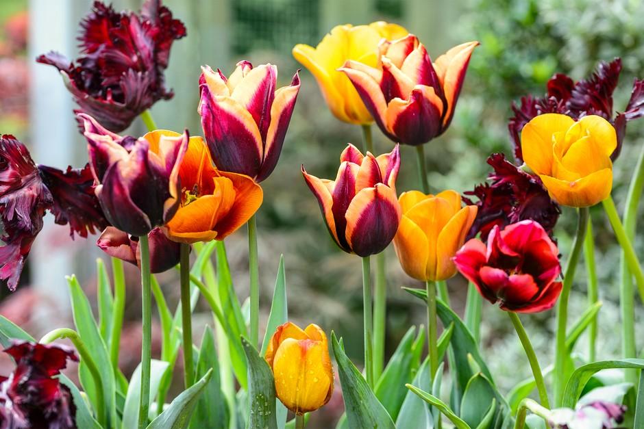 Tulip, Sbulbs Ingle Late, 'helmar', Red, Yellow - View 8 from www redcrocus com