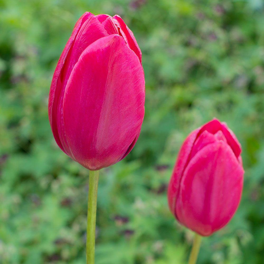 Tulip, Single Late, 'wilja', Dark Pink - View 11 from www redcrocus com