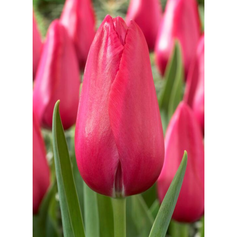 Tulip, Single Late, 'wilja', Dark Pink - View 13 from www redcrocus com