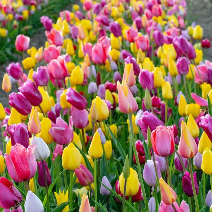 Tulip, Single Late, 'wilja', Dark Pink - View 15 from www redcrocus com