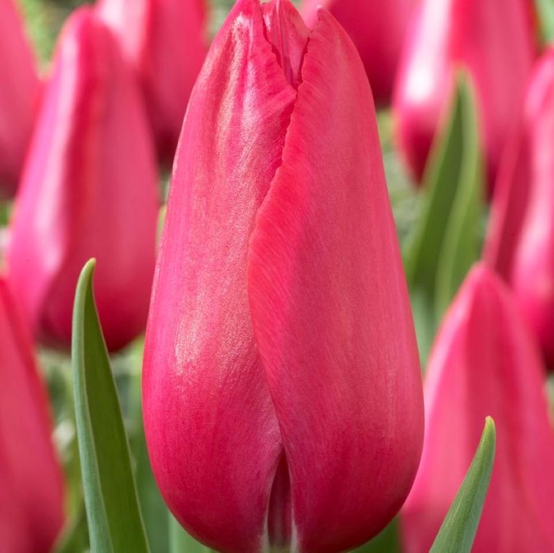 Tulip, Single Late, 'wilja', Dark Pink - View 1 from www redcrocus com