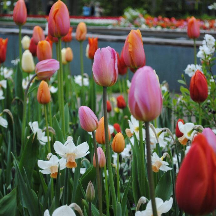 Tulip, Single Late, 'wilja', Dark Pink - View 22 from www redcrocus com