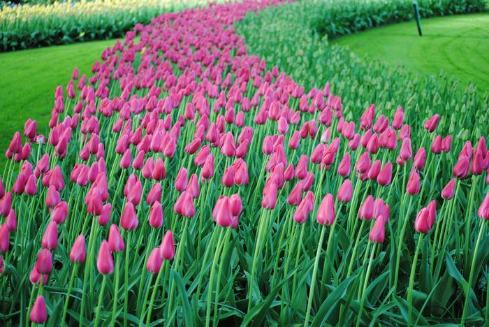Tulip, Single Late, 'wilja', Dark Pink - View 3 from www redcrocus com