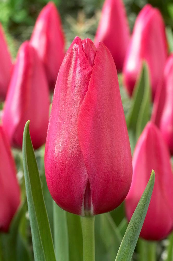 Tulip, Single Late, 'wilja', Dark Pink - View 4 from www redcrocus com