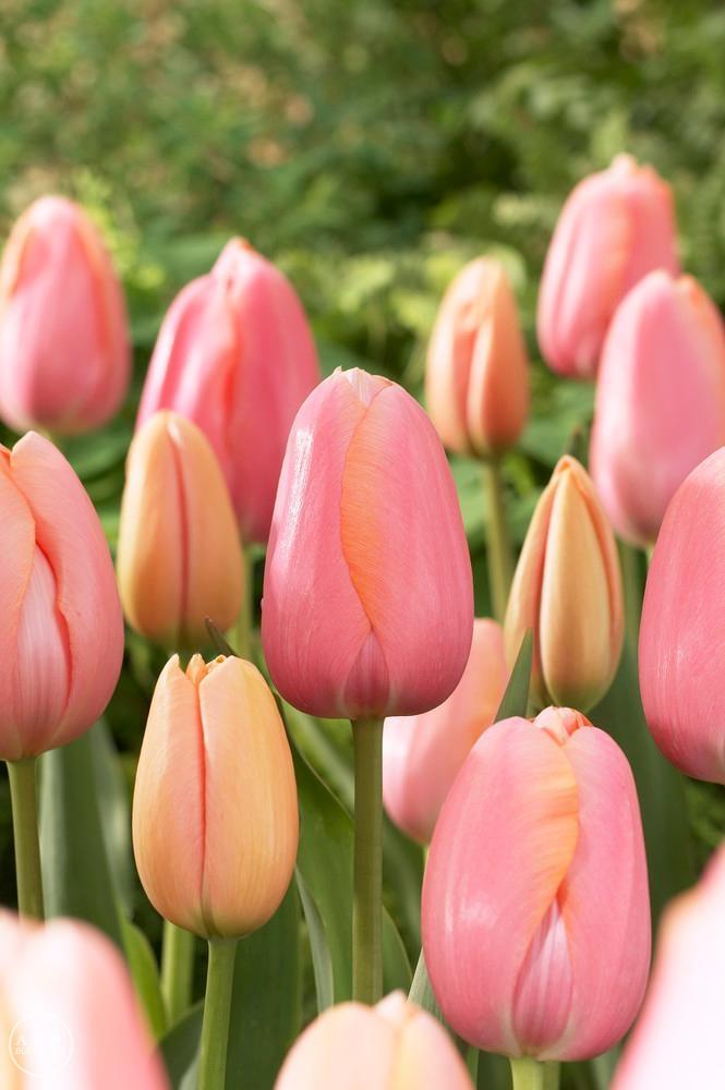 Tulip, Single Late, 'wilja', Dark Pink - View 8 from www redcrocus com