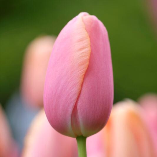 Tulip, Single Late, 'wilja', Dark Pink - View 9 from www redcrocus com