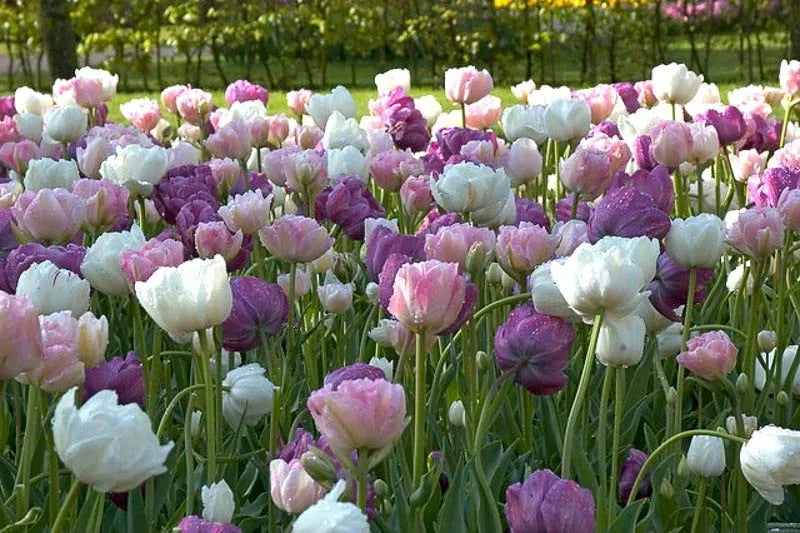 Tulip, Mixture, 'romantic Mixture', Mixture Of 'angelique', 'blue Diamond', 'mount Tacoma' - View 2 from www redcrocus com