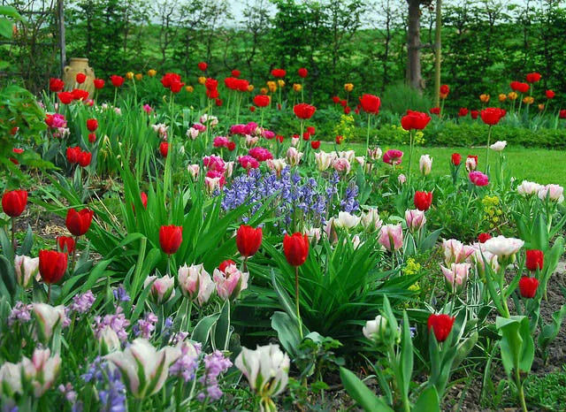Tulip, Mixture, 'romantic Mixture', Mixture Of 'angelique', 'blue Diamond', 'mount Tacoma' - View 3 from www redcrocus com