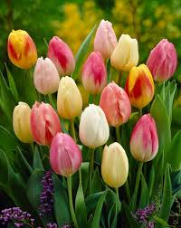 Easter Egg Mix Triumph Tulips-Ideal for Gardens 100 in Box