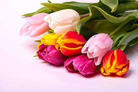 Easter Egg Mix Triumph Tulips-Ideal for Gardens 100 in Box