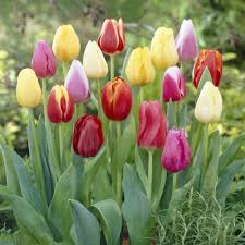 Easter Egg Mix Triumph Tulips-Ideal for Gardens 100 in Box