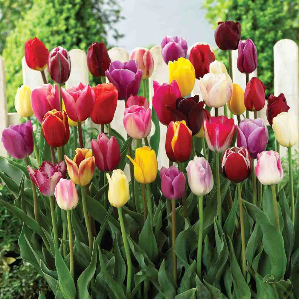 Easter Egg Mix Triumph Tulips-Ideal for Gardens 100 in Box