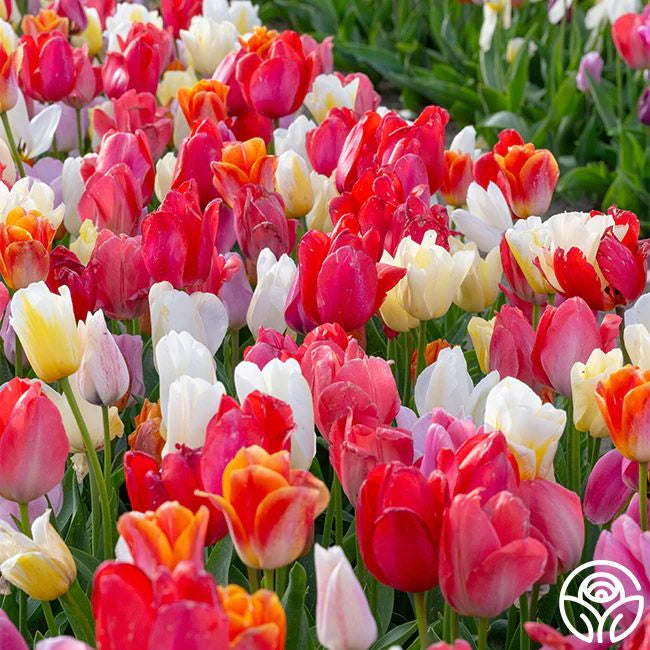 Easter Egg Mix Triumph Tulips-Ideal for Gardens 100 in Box