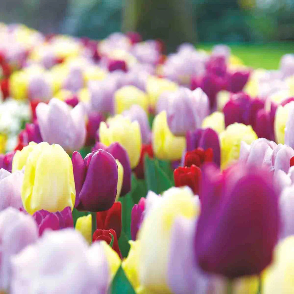 Easter Egg Mix Triumph Tulips-Ideal for Gardens 100 in Box